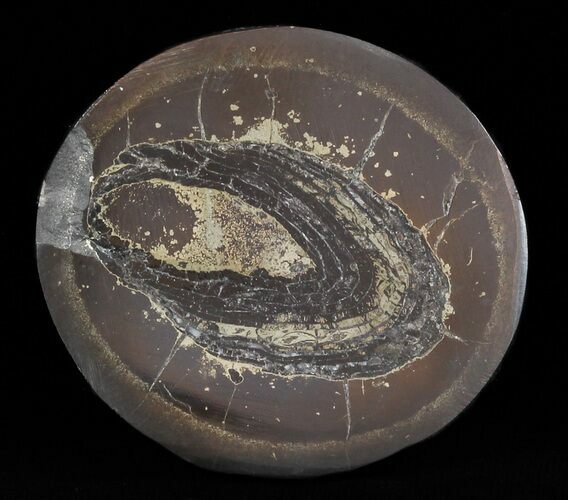 Bargain, Polished Fish Coprolite (Fossil Poo) - Scotland #50466